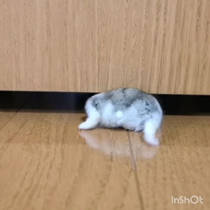 a hamster tries to scurry under furniture but bum won't fit