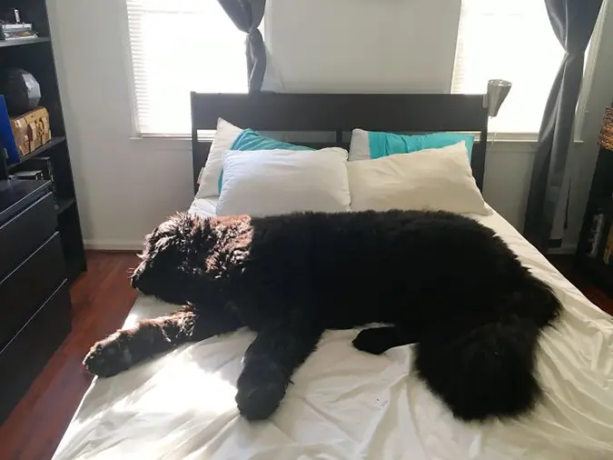 a newfoundland lays on a queensize bed