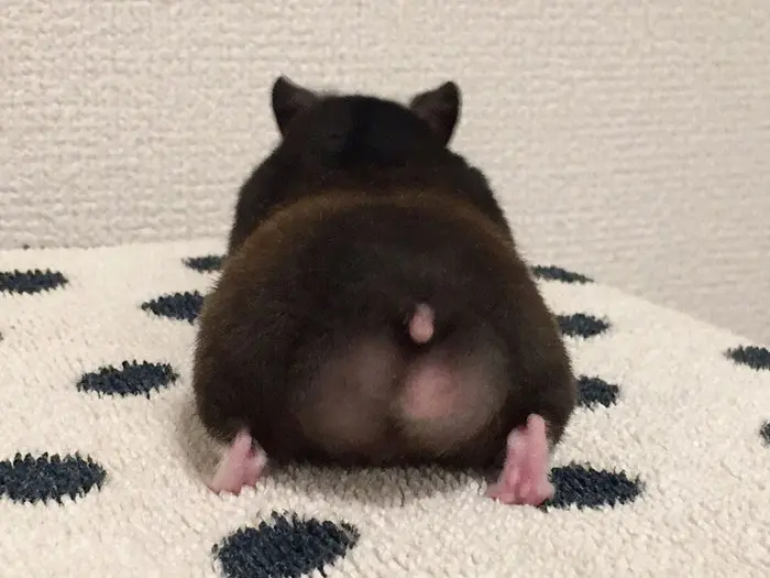 a pinkish hamster butt