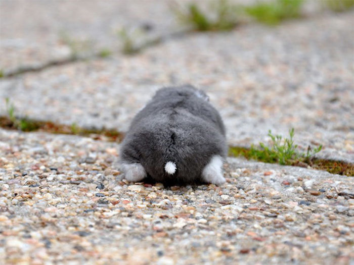 a snowy white tail sits on a gray hamster's butt