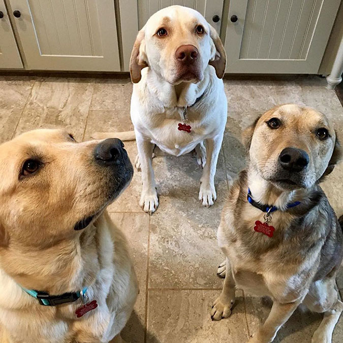 a trio of dogs with funny dog tags