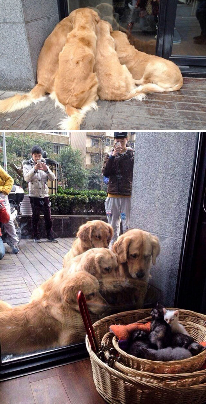 a trio of fascinated labrador retrievers fawn over kittens in a basket