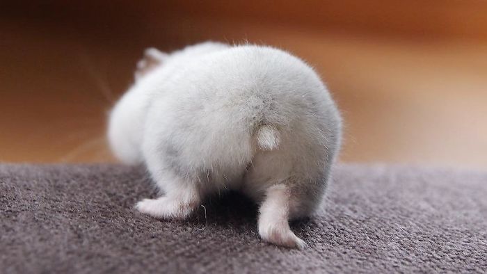 adorable hamster rear