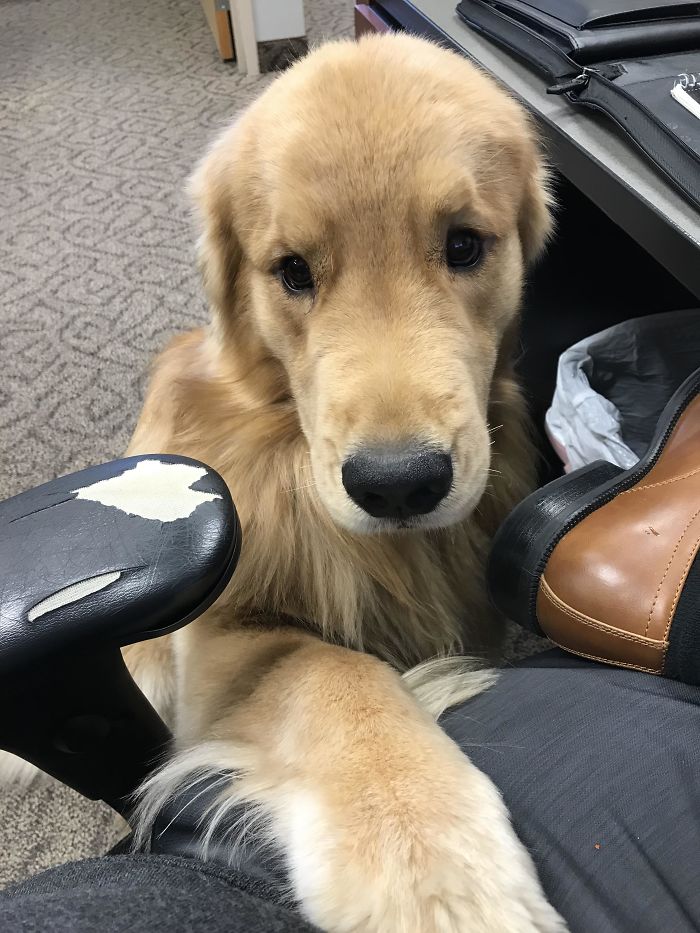 adorable office dog