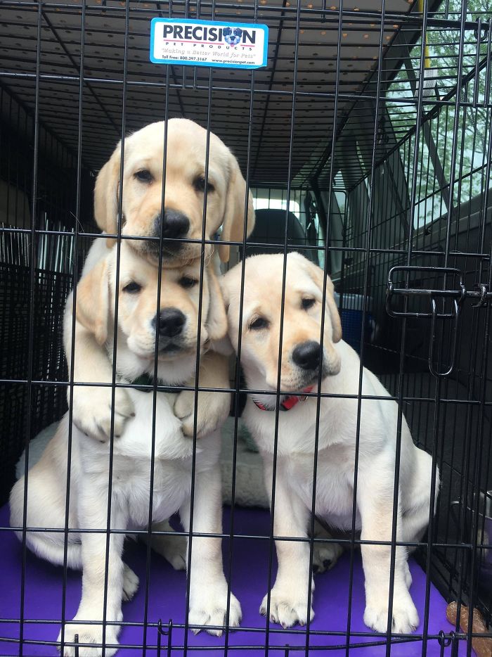 adorable retrievers in the trunk