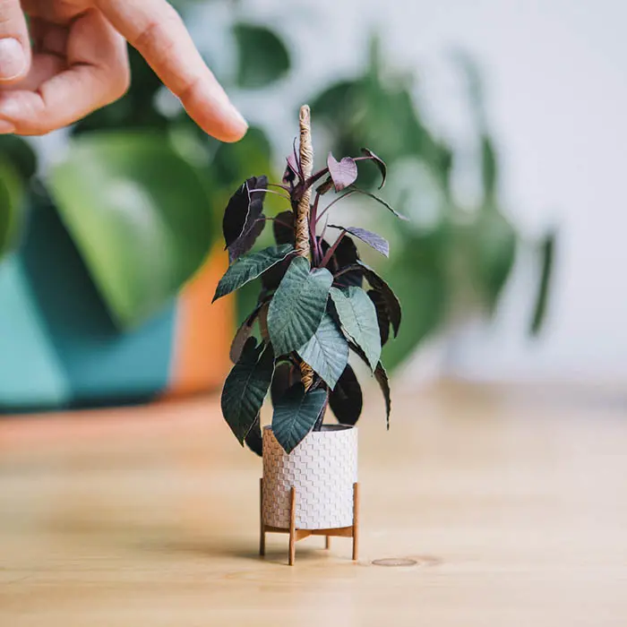 black cardinal philedendron paper plant