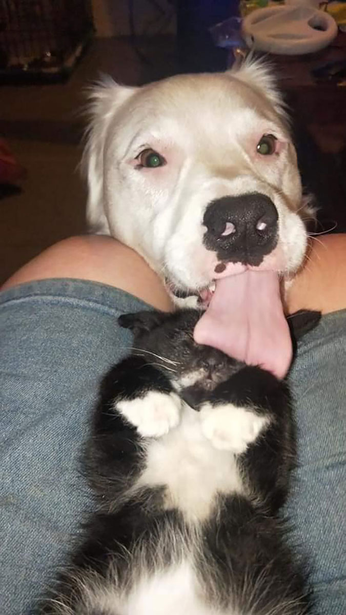 blind-deaf dog comforts a recovering kitten with a big kiss