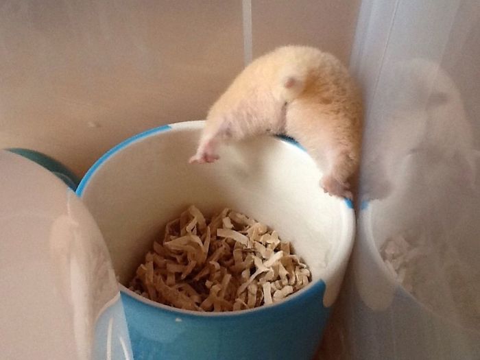 blonde hamster tips over the side of feeding bowl and exposes his bum