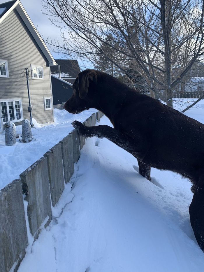 canada blizzard fence high snow