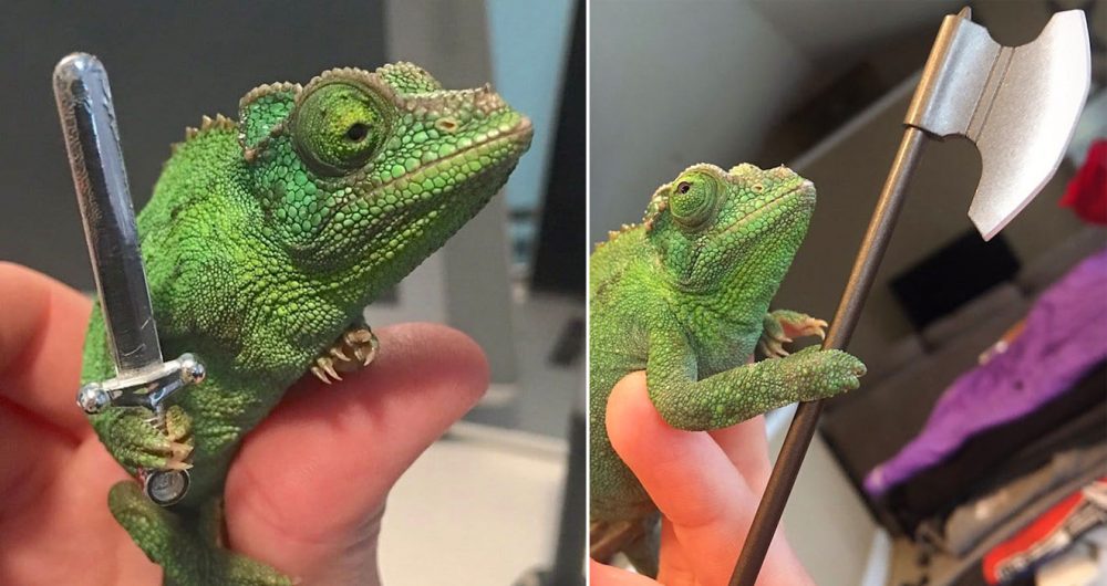 chameleon holding things