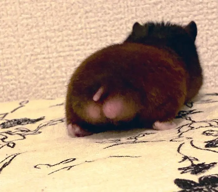 chocolate colored hamster with pink butt