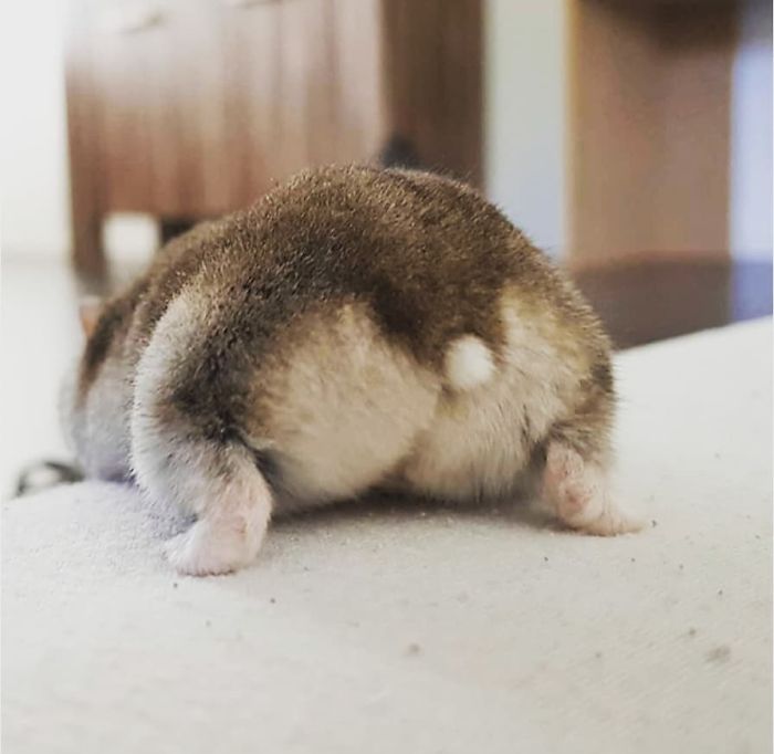 coffee colored hamster butt with white button tail