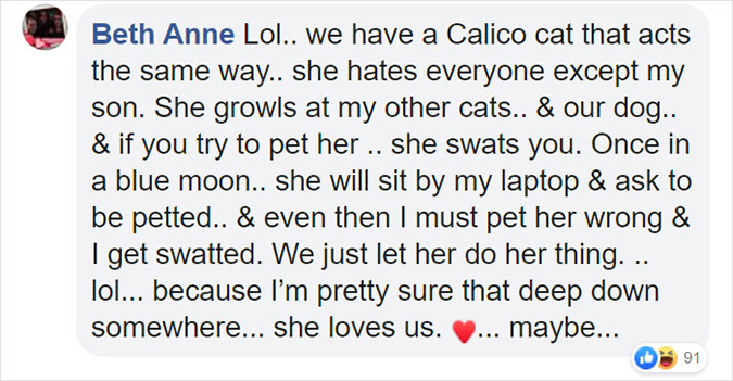 comment-we have a calico cat with the exact personality
