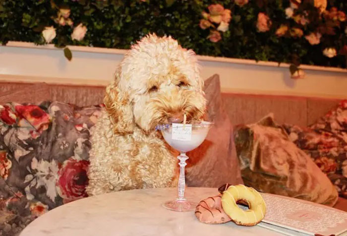 cuckapoo enjoys his special drink