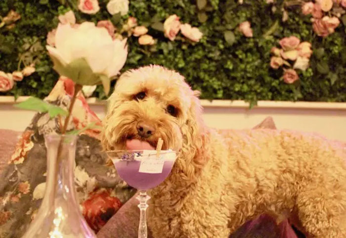 cuckapoo sips on his pawsecco