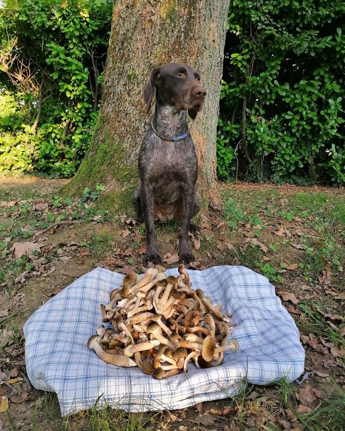 dog guards mushrooms