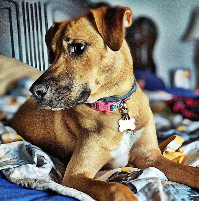 dog poses while wearing funny dog tag