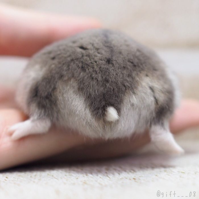 dusty gray hamster bum