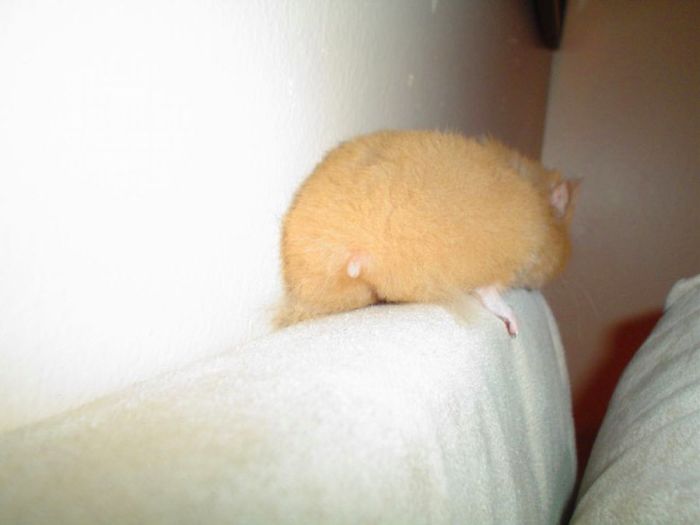 extremely furry hamster backside