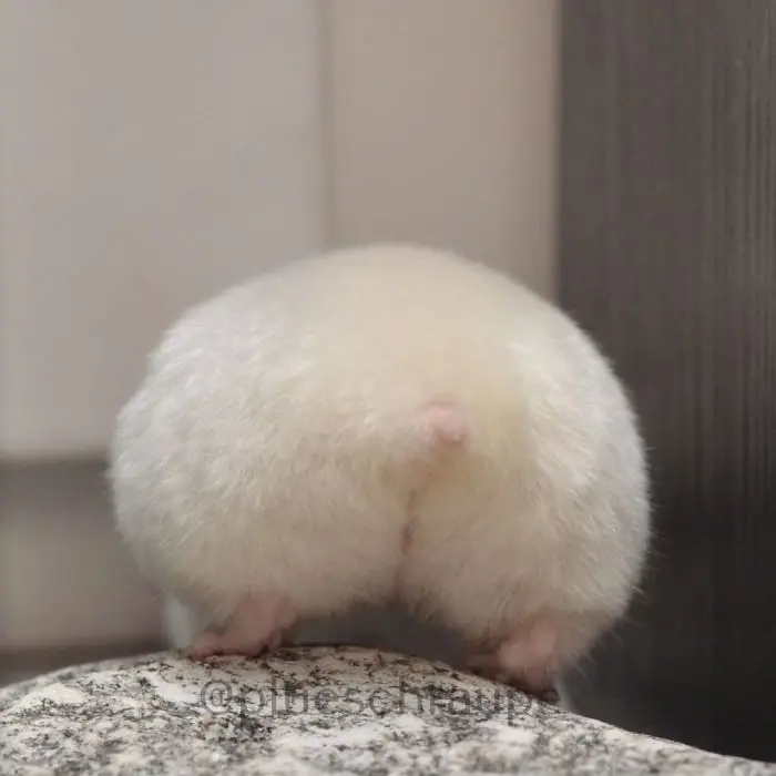 fat hamster butt