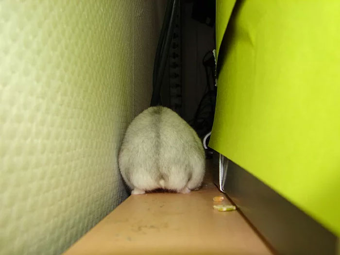 fat hamster squeezes between furniture