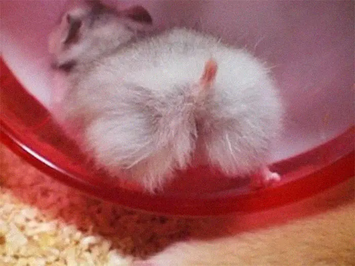 fluffy baby hamster bum cheeks