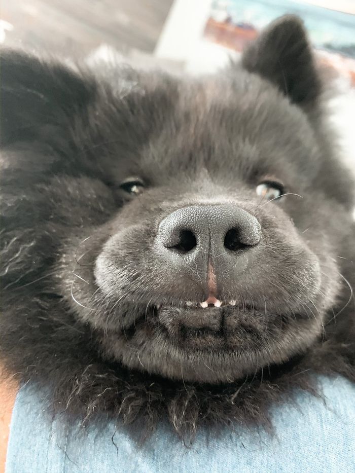 funny dog teeth bear face