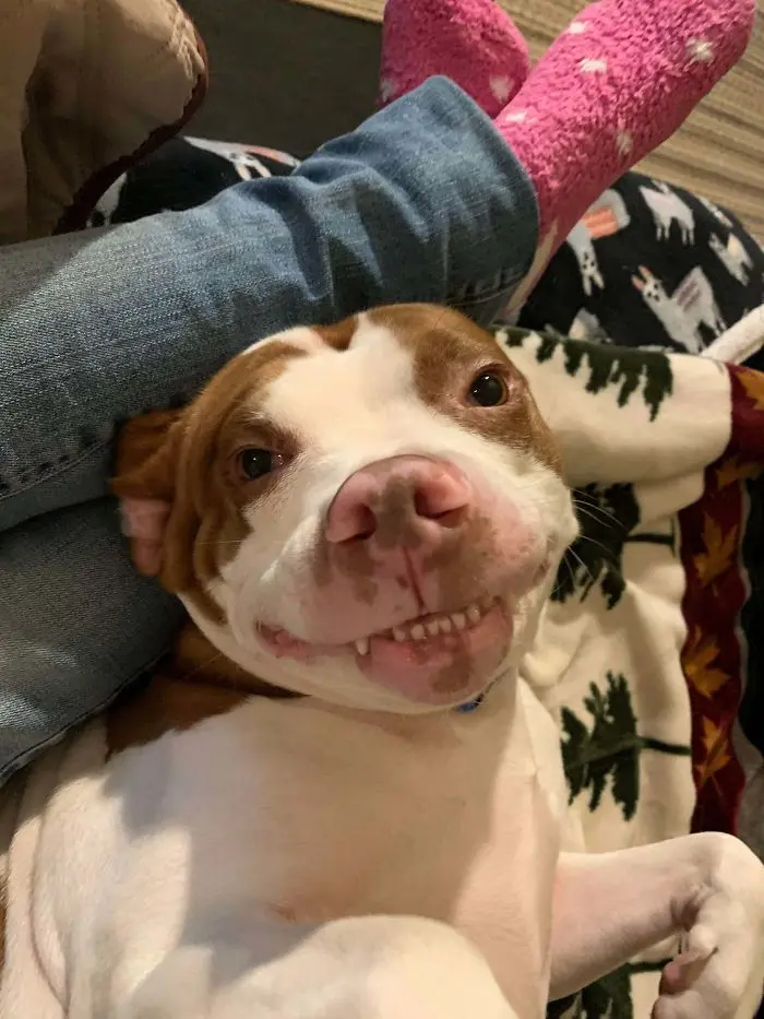 funny dog teeth cute smile