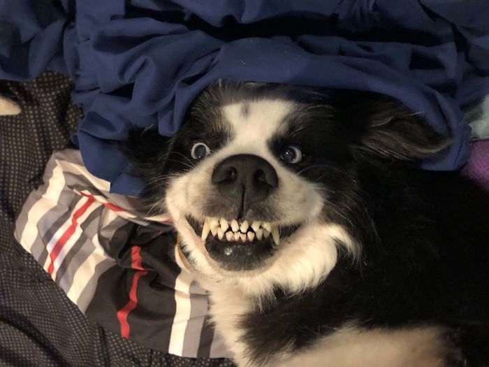 funny dog teeth evil smile