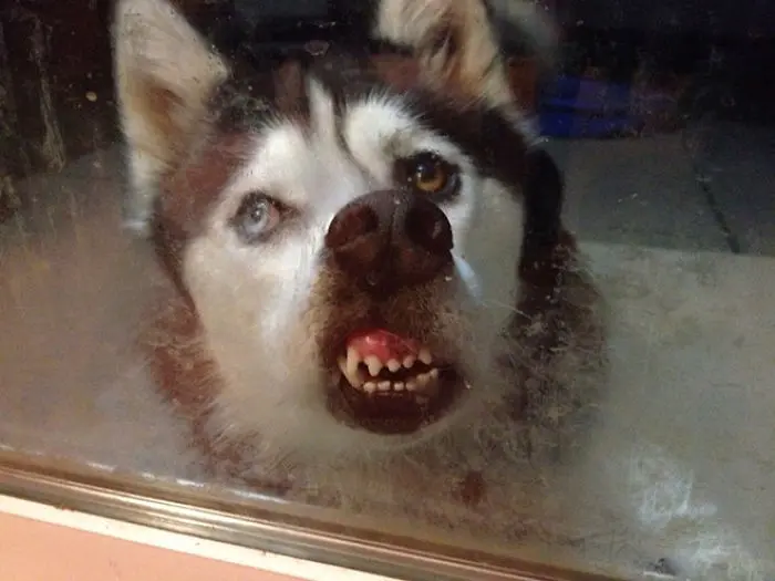 funny dog teeth mouth against the glass