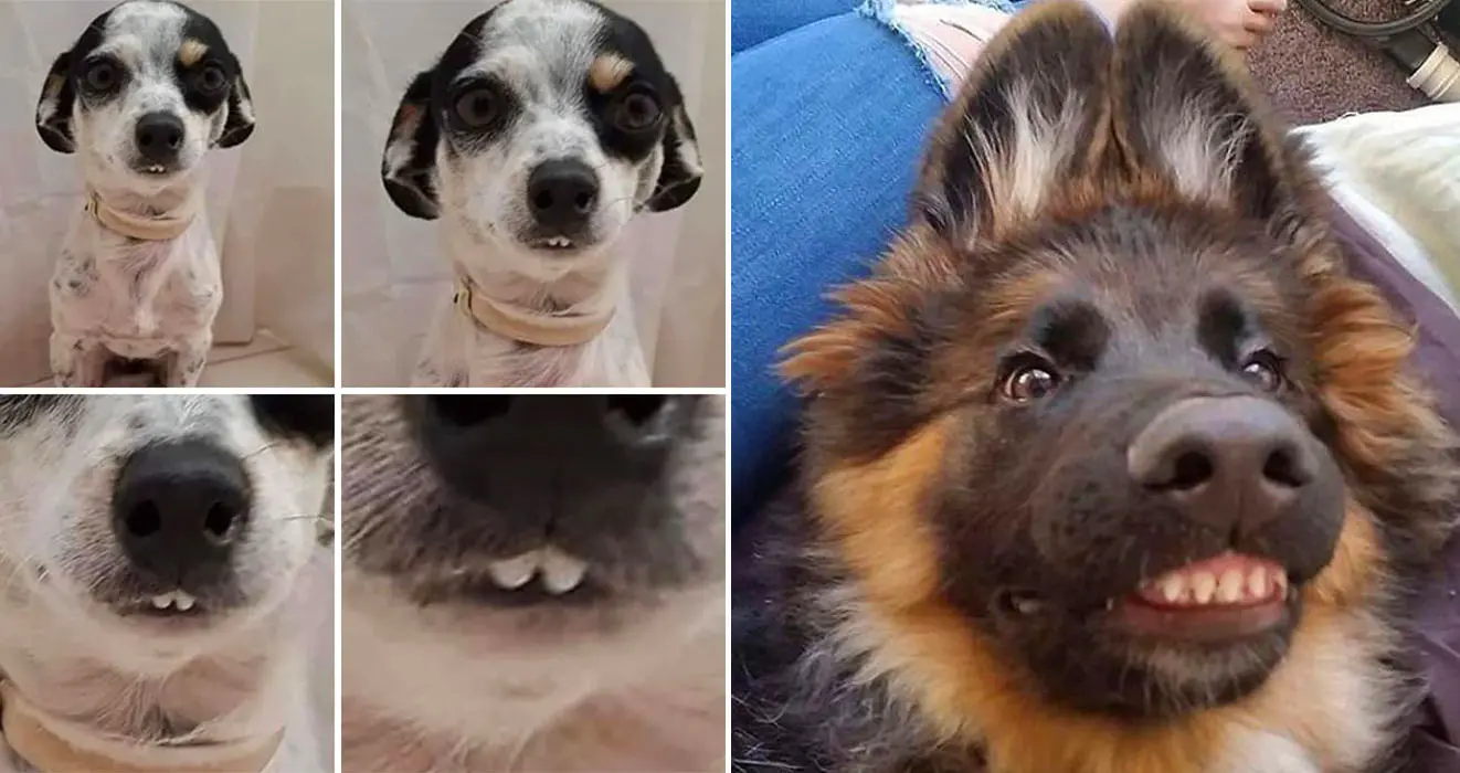 funny dog teeth photos