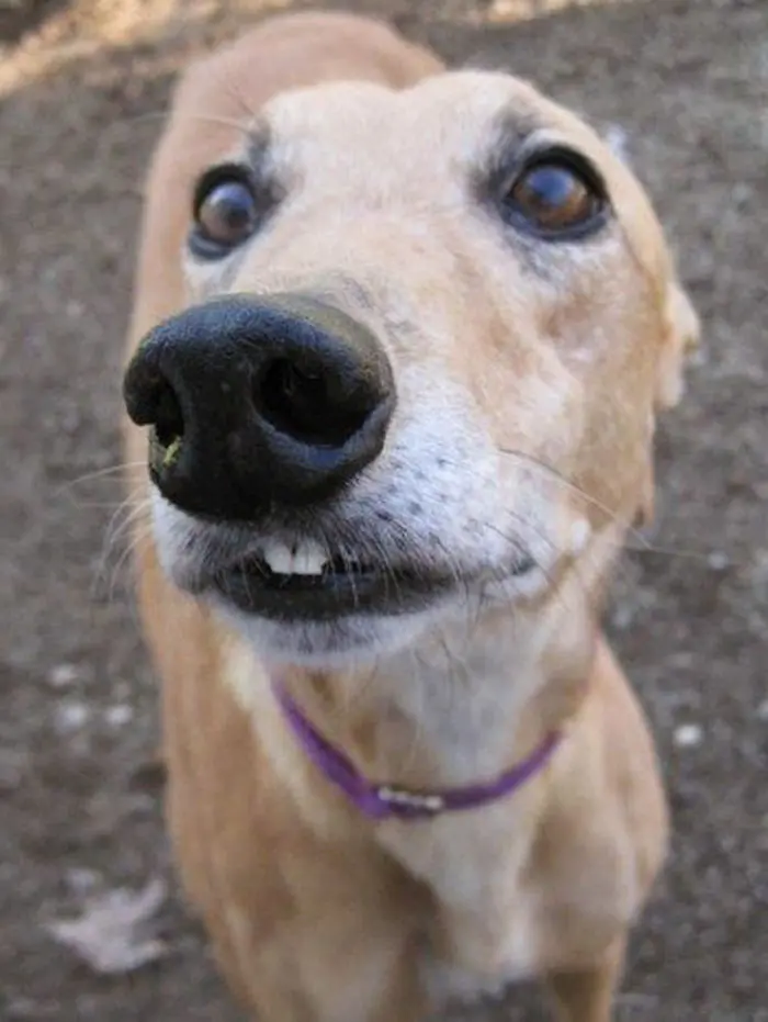 funny dog teeth rabbit tooth