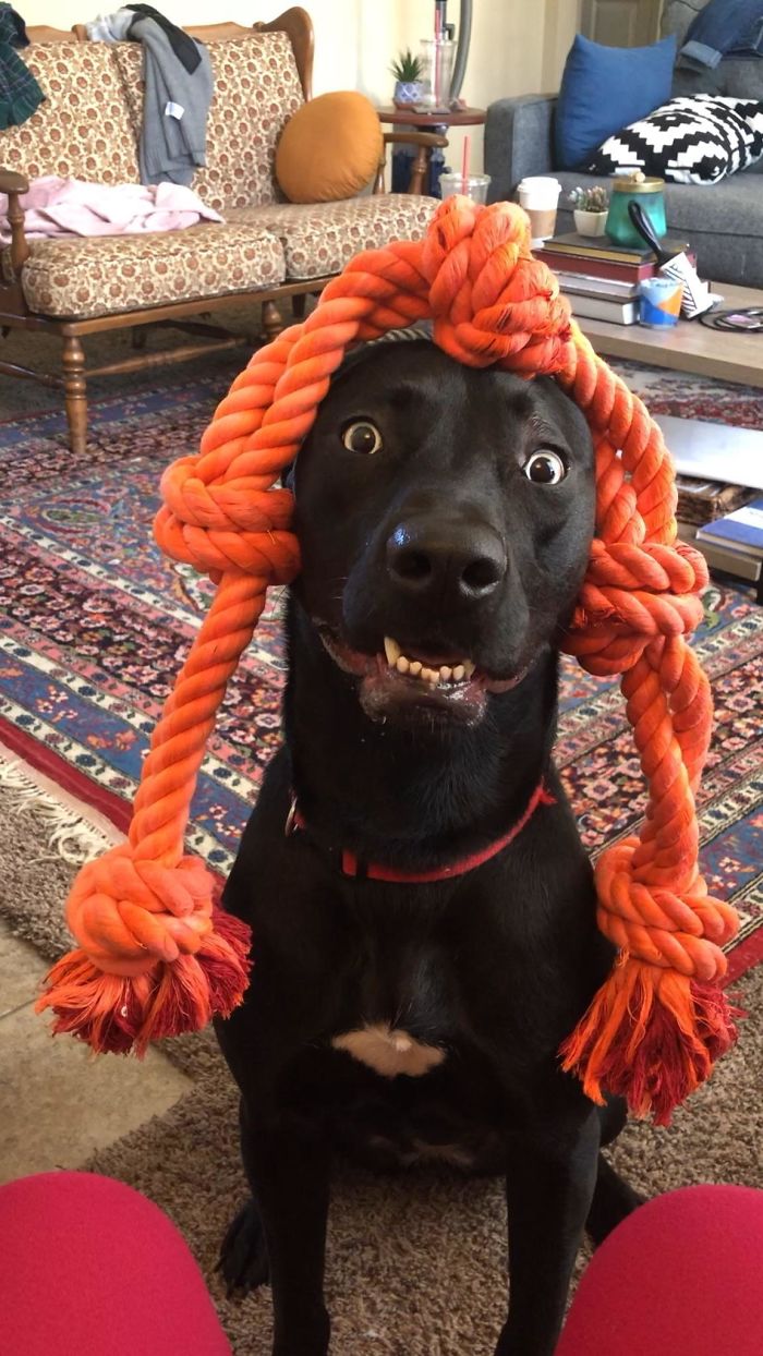 funny dog teeth rope wig