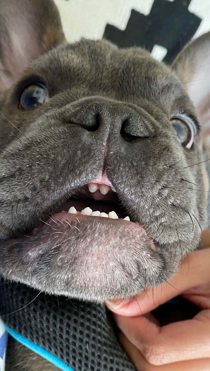 funny dog teeth surprised look
