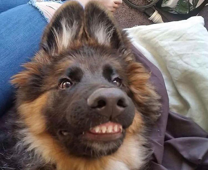 funny dog teeth sweet smile