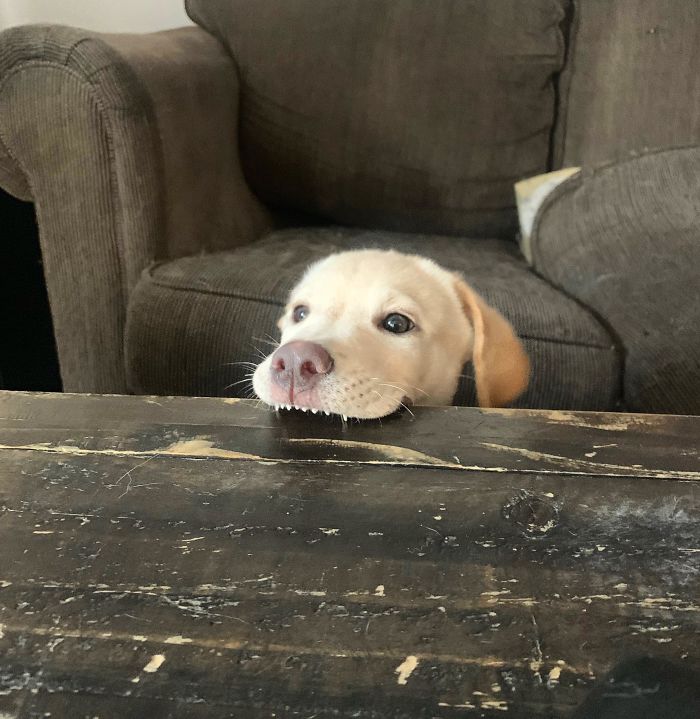 funny dog teeth table bite