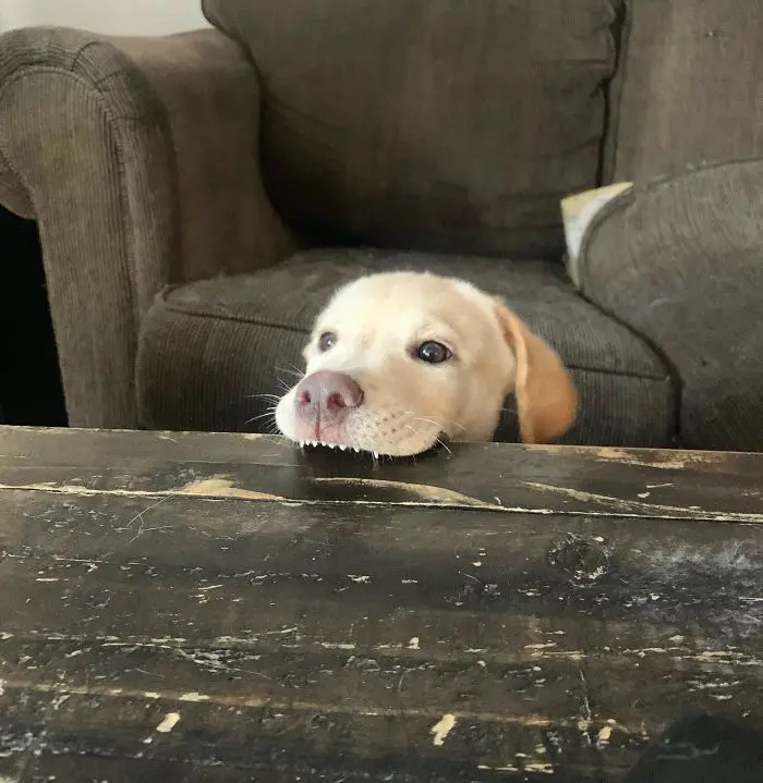 funny dog teeth table bite