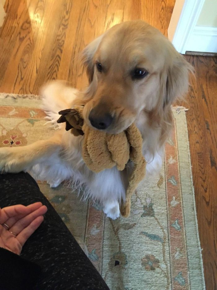 golden retriever must give gifts