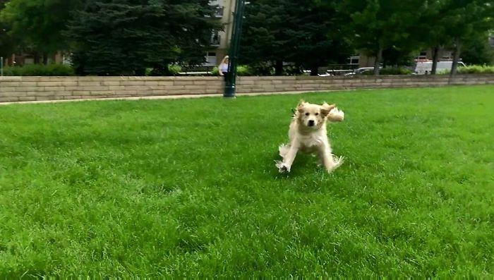 golden retriever runs toward its owner after being separated for 9 months