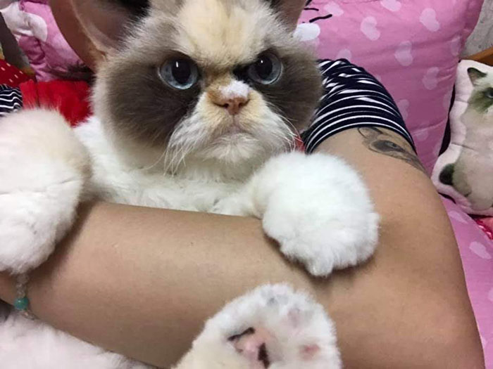 grumpy cat