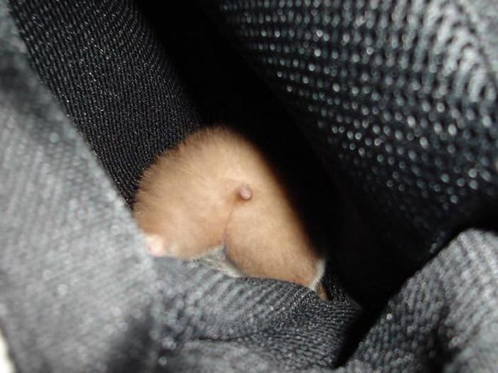 hamster booty sighted between pillows