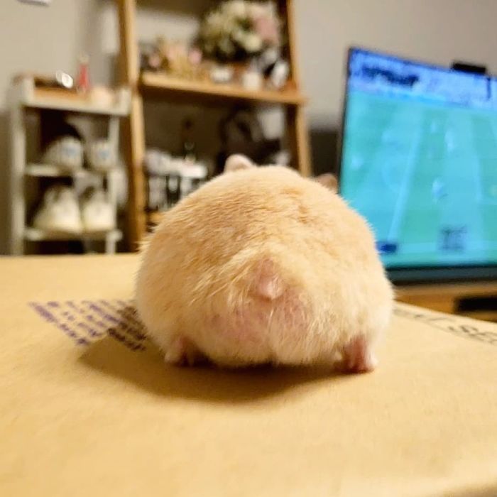 hamster bum looks like a bread bun