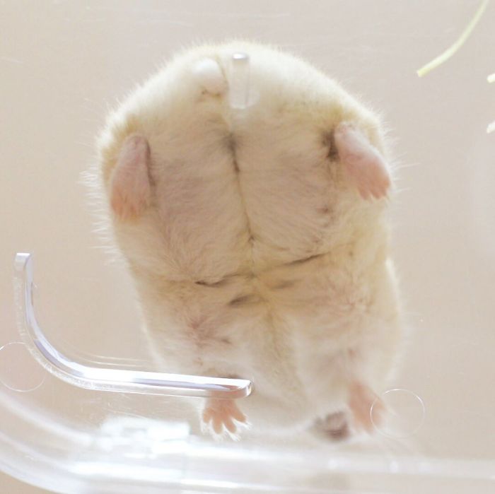 hamster butt from overhead perspective