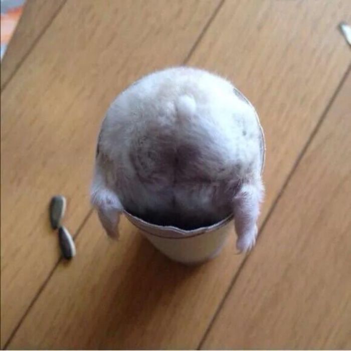 hamster gets stuck in a paper roll bum-side up