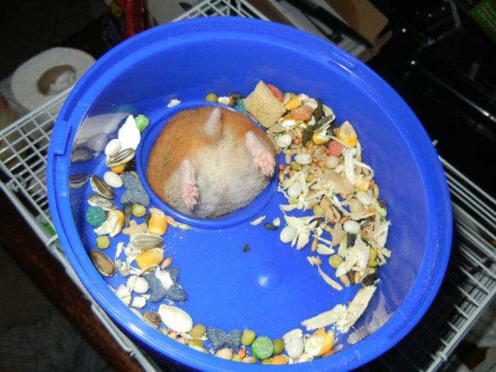 hamster gets stuck on its feeding dish