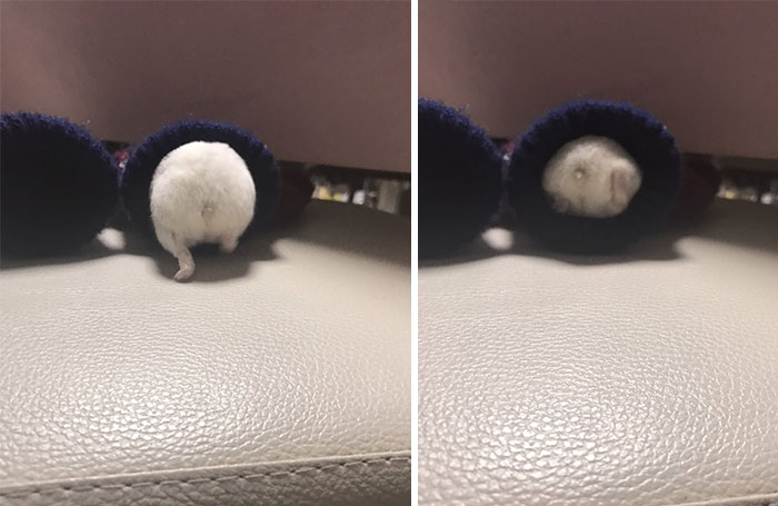 hamster squeezes into his sweater