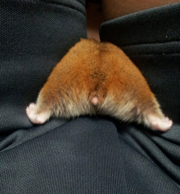 hamster squeezes through owner's thighs