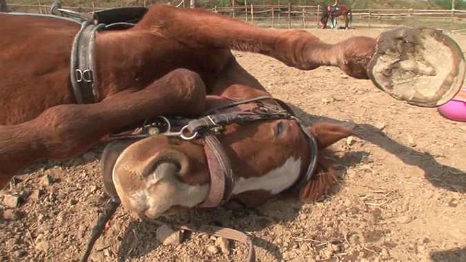 horse fakes death to avoid work
