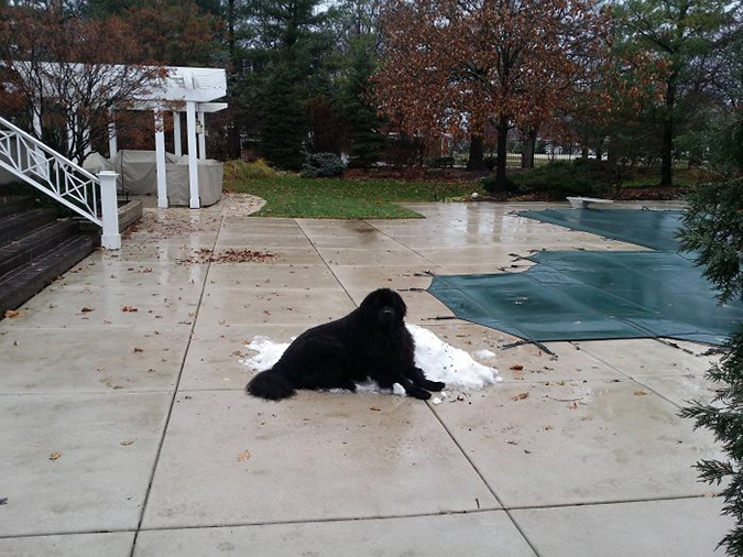 if there is snow a newfoundland will sit