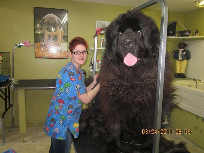 its a giant dog